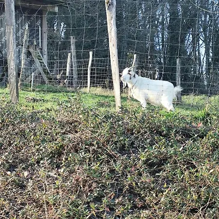 L'azalee - Vu Splendide Sur La Nature Feriehus